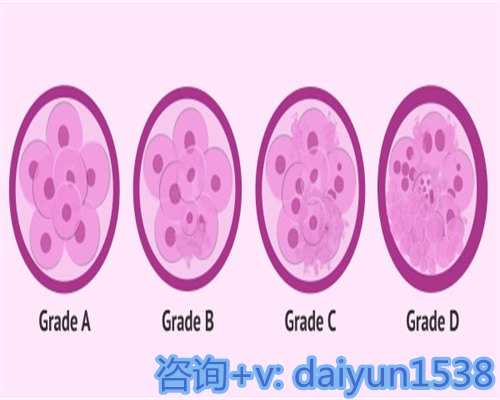 取卵后移植桑葚胚胎好还是囊胚好？